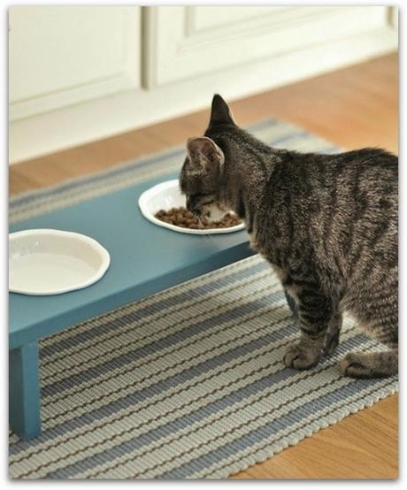 7 DIY para gatos