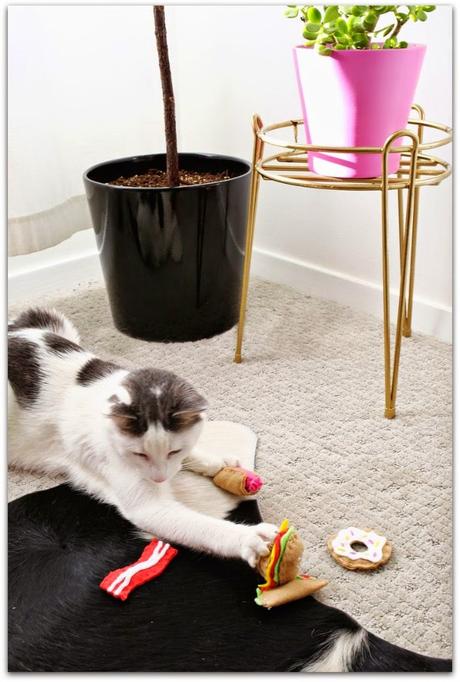 7 DIY para gatos