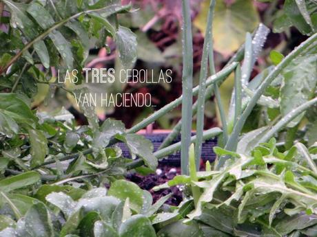 trescebollas