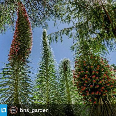 11116781 1434075136893415 2053723727 n #Repost @bns garden ・・・ We are delighted to present bns garden featured artist ◆ ◆ ◆ ◆ ◆ ◆ ◆ ◆ ◆ ◆ ◆ ◆ ◆ ◆ ◆ ◆ ◆ ◆ ◆ ◆ ◆ ◆ ◆ ◆ ◆ ◆ CONGRATULATIONS TO ✨