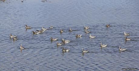 Algunas fotos de falaropos