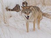 último lobo, mejor amigo hombre