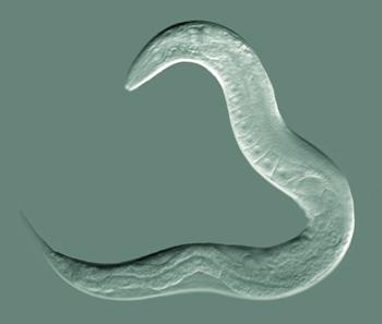 El nemátodo C. elegans en su máximo esplendor. Fuente Wikipedia.