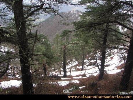 Ruta Orilles-Cueto Ventoso: Pinos en el camino