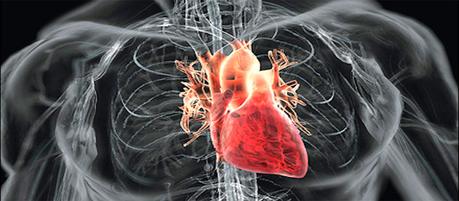 Consiguen regenerar los músculos del corazón mediante estimulación hormonal