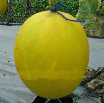 Jual Bibit Tanaman Buah