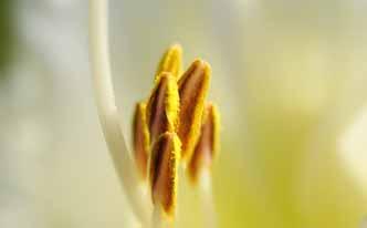 Alergia al polen: combátela con rooibos