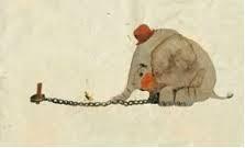 Las Creencias Grillete Del Elefante