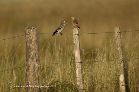Xolmis cinereus, Anumbius annumbi