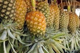 EEUU devuelve a RD piñas tenían 