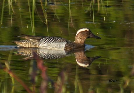 PREPÁRENSE; PREVISTO PRENUPCIAL PRECIOSO