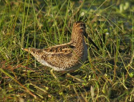 PREPÁRENSE; PREVISTO PRENUPCIAL PRECIOSO