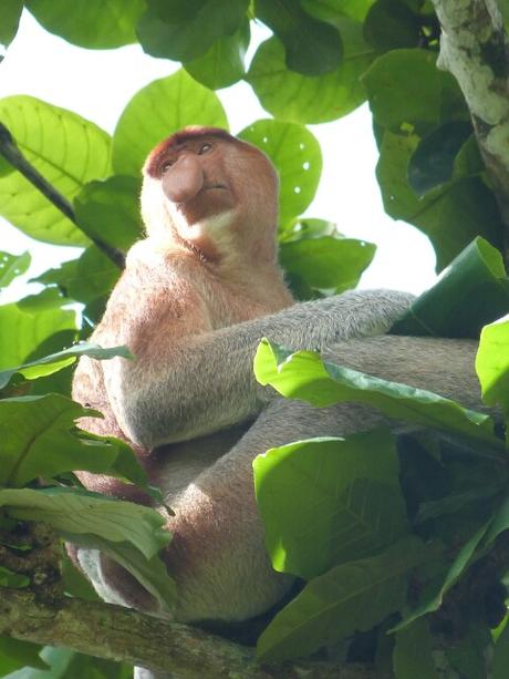 Mono Proboscis en Bako