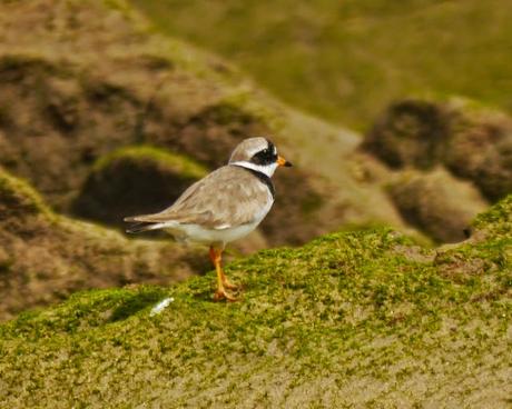 Arranca el paso de limícolas