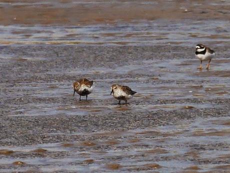 Arranca el paso de limícolas