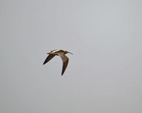 Arranca el paso de limícolas