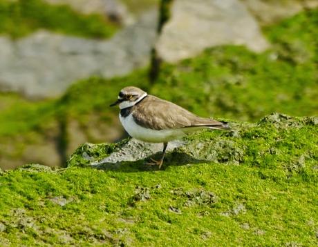 Arranca el paso de limícolas