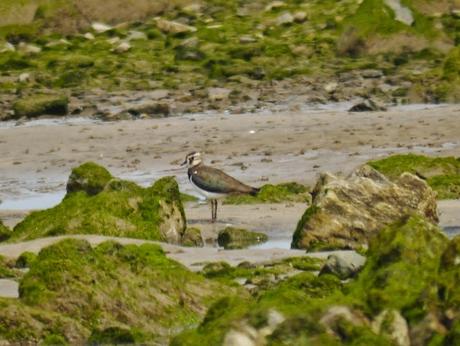 Arranca el paso de limícolas