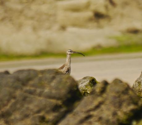 Arranca el paso de limícolas