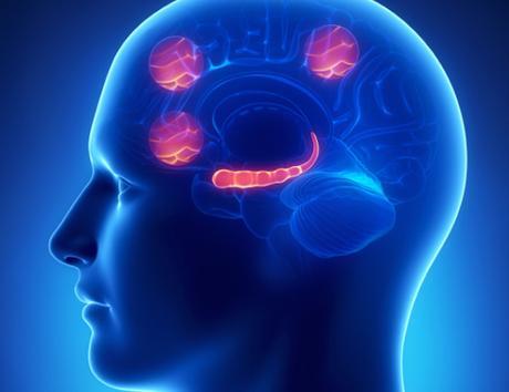 La ínsula: Un lugar importante para comprender a los demás