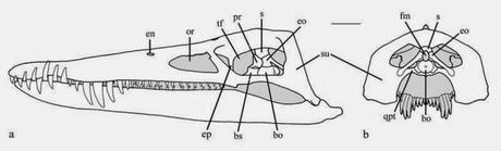 El mito del pliosaurio gigante 1
