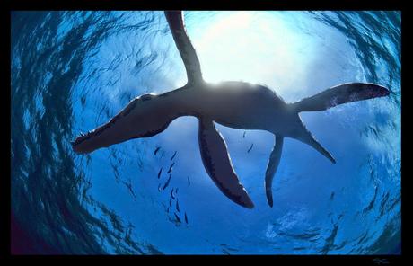 El mito del pliosaurio gigante 1