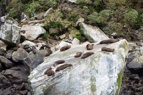 Milford Sound y la tierra de los fiordos en Nueva Zelanda