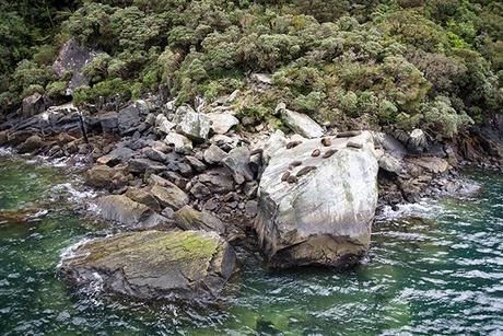 Milford Sound y la tierra de los fiordos en Nueva Zelanda