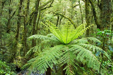 Milford Sound y la tierra de los fiordos en Nueva Zelanda