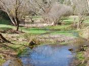 Burgo osma