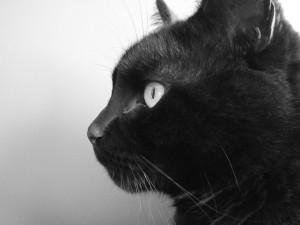 gato negro