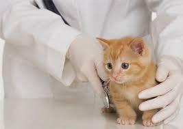 Interpretando el sueño con veterinarios. ¿Instinto protector o vocación? sueño con veterinarios