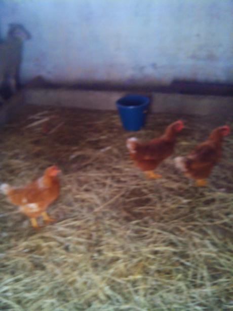 Alimentación de ponedoras