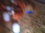 Alimentación ponedoras