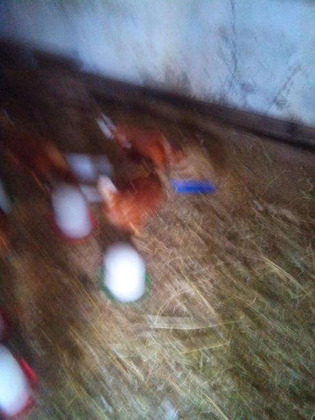 Alimentación de ponedoras