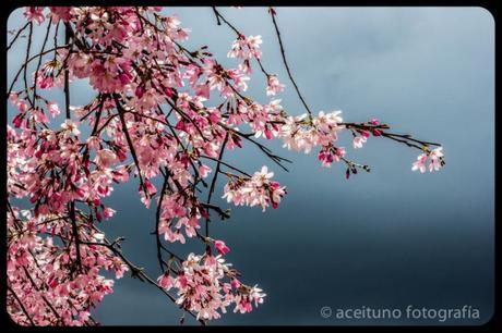 Detalles de Pinto, marzo de 2015. Fotógrafo: Daniel Ramos.