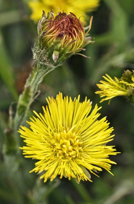 Siete flores y una seta de primavera