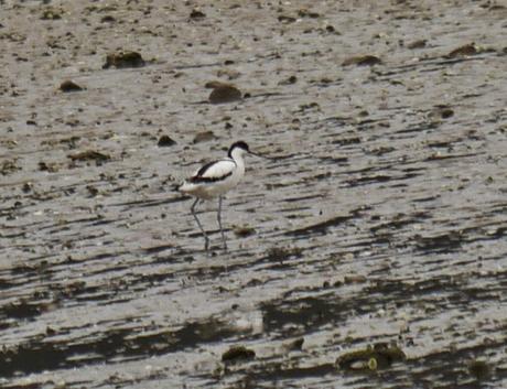 Avocetas y rabudo