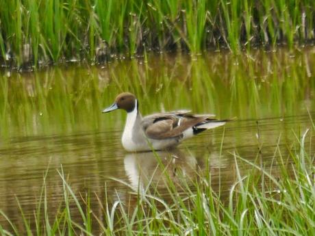 Avocetas y rabudo