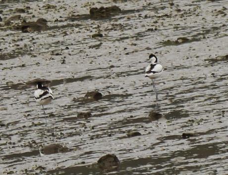 Avocetas y rabudo