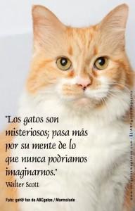 citas gatos