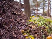 Como elaborar compost forma artesanal