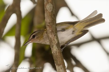 Chiví común (Red-eye Vireo) Vireo olivaceus