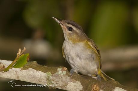 Chiví común (Red-eye Vireo) Vireo olivaceus
