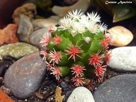 Esquemas de cactus de punto de cruz