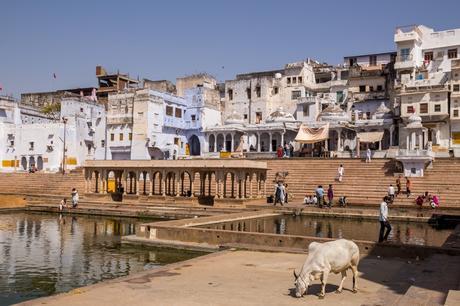 Vacas sagradas y ghats, Pushkar