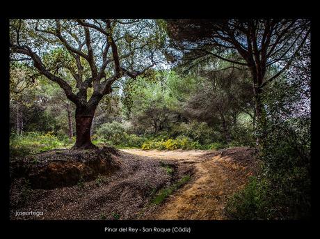 Pinar del Rey - San Roque (Cádiz)