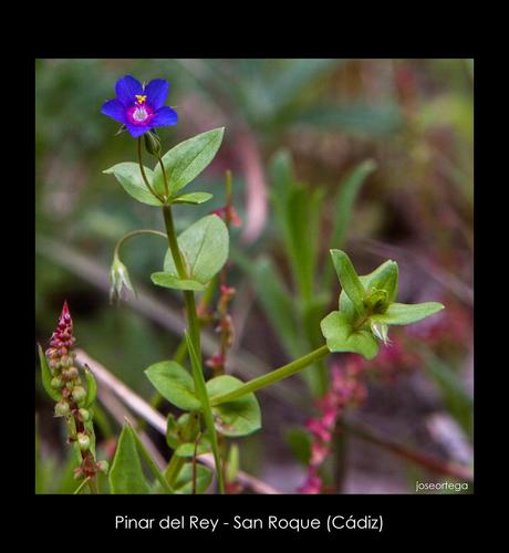 Pinar del Rey - San Roque (Cádiz)