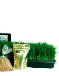 hierba detrigo Wheatgrass, hierba o germinado de trigo: antioxidante, desintoxicante y alcalinizante.