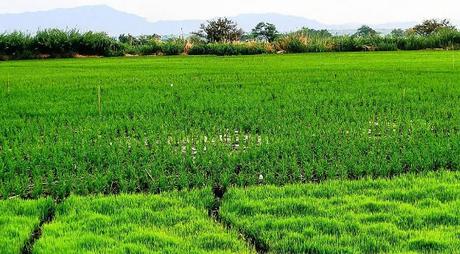 Los secretos del cultivo de arroz